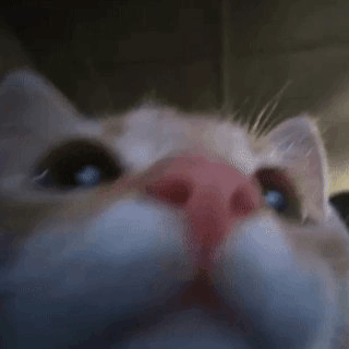 Open Mouth Cat GIF - Open Mouth Cat Kitten GIFs