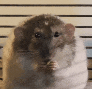 a close up of a rat eating something with its hands