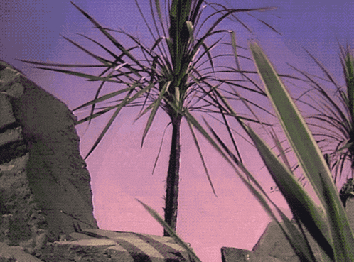 a palm tree in front of a pink sky