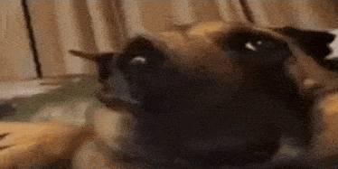 a close up of a dog 's face with its eyes closed .