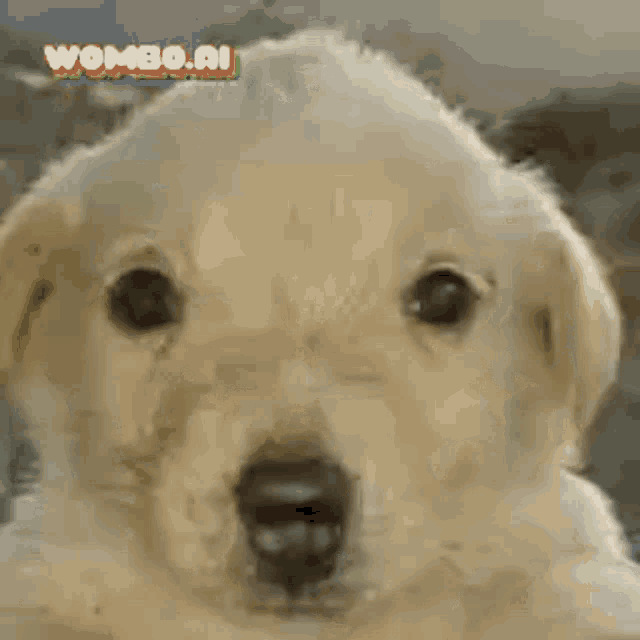 a close up of a puppy 's face with a w.ai logo in the corner
