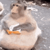 a fat monkey is sitting on the ground eating a piece of fruit .