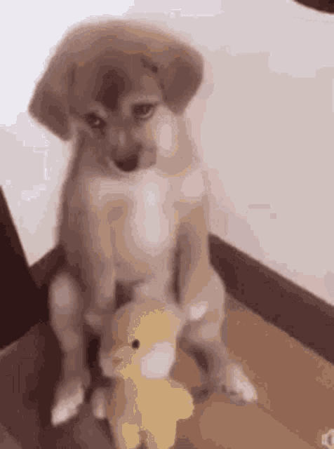 a puppy is sitting next to a stuffed animal on a wooden floor .