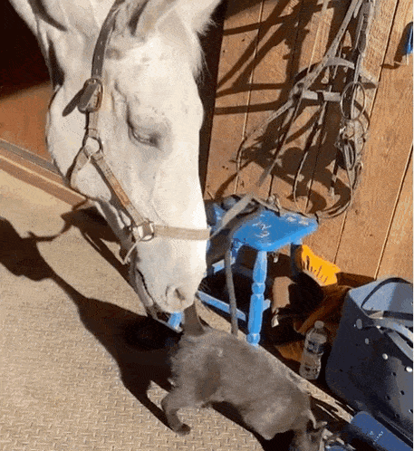 a white horse standing next to a gray cat