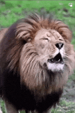 a lion with its mouth open standing in the grass