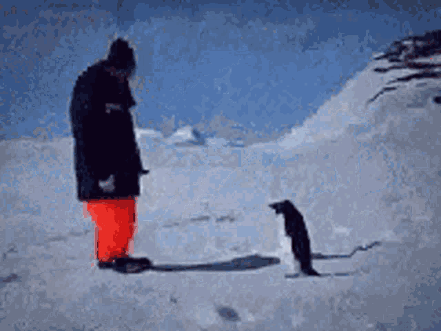Funny Epic GIF - Funny Epic Penguin GIFs