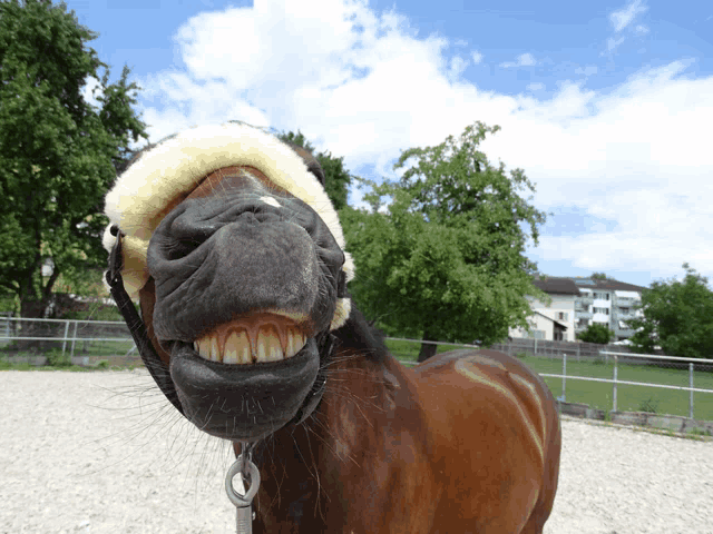 a brown horse wearing a white saddle and a white saddle blanket