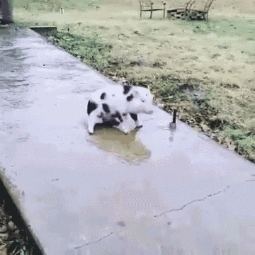 a black and white dog is standing in a puddle of water