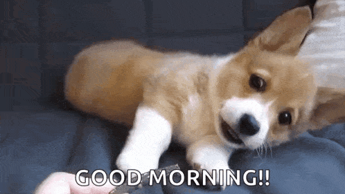 a corgi puppy is laying on a couch with a person holding a key in its mouth .