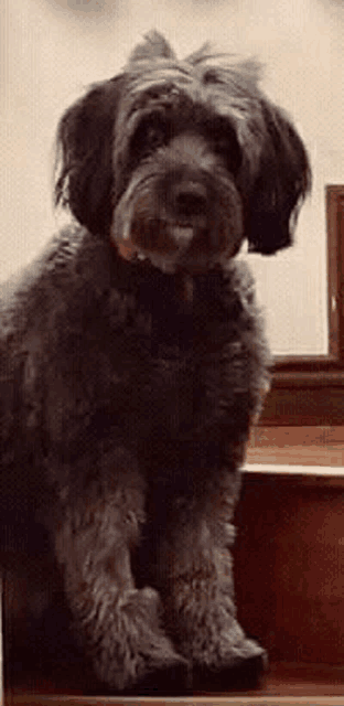 a small dog is sitting on top of a set of wooden stairs .