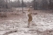 Excited Deer GIF - Excited Deer Wild GIFs