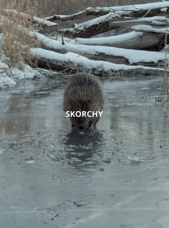 a picture of a beaver in a river with the word skorchy on the bottom