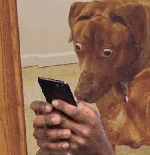 a brown dog is looking at a cell phone in front of a mirror .