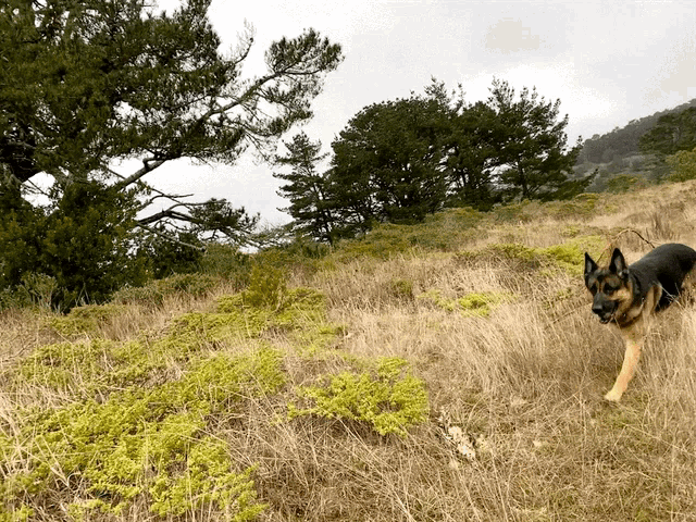 a german shepherd is walking through a grassy field with trees in the background
