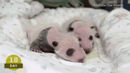 two baby panda bears are sleeping in a blanket on a bed .