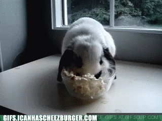 Animals Bunny GIF - Animals Bunny Popcorn GIFs