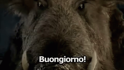Cinghiale Scrofa Buongiorno Buondì GIF - Boar Hog Good Morning GIFs