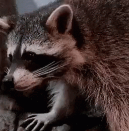 Raccoons GIF - Raccoons GIFs