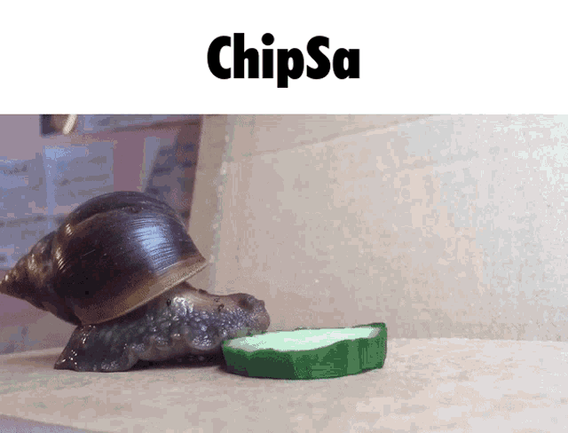 Chipsa Snail Eating Cucumber GIF - Chipsa Snail Eating Cucumber Kyle1fan GIFs