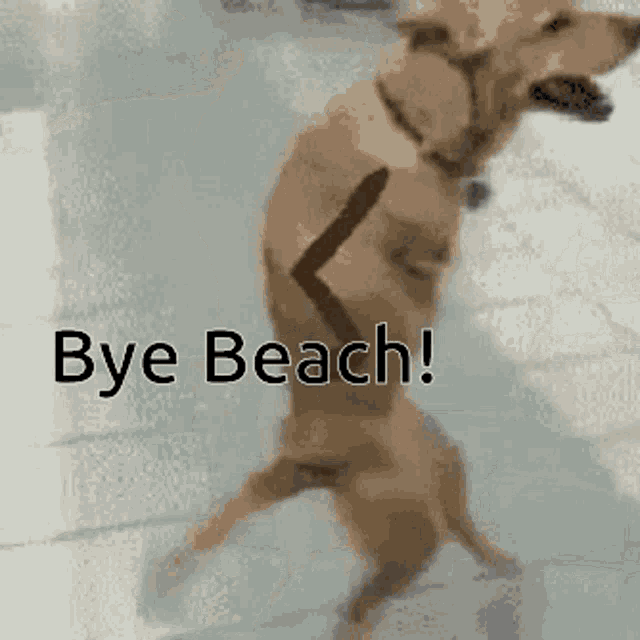 Yesss Bye Beach GIF - Yesss Bye Beach Dog GIFs