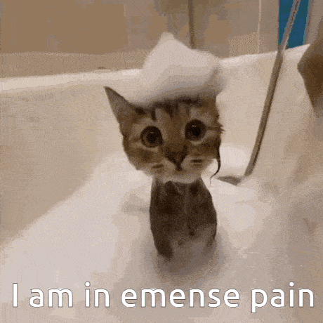 Emense-pain Cat-shower GIF - Emense-pain Cat-shower Kitten GIFs