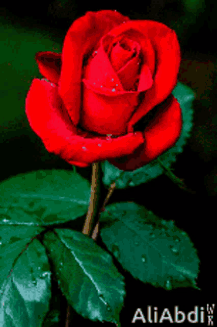 a red rose with green leaves and the name aliabdix