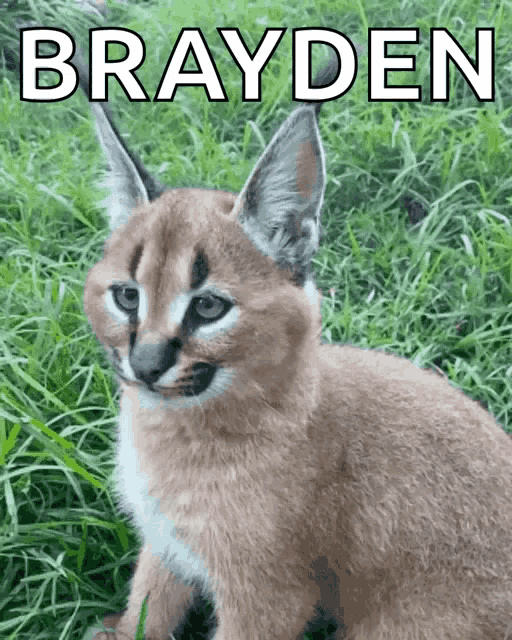a picture of a caracal with the name brayden on it