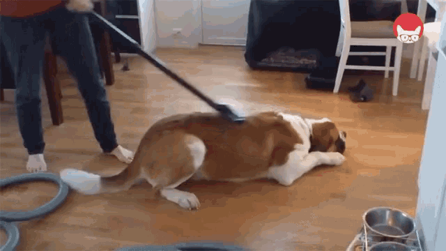 Cleaning The Dog Cleaning GIF - Cleaning The Dog Cleaning Cleaning Fur GIFs