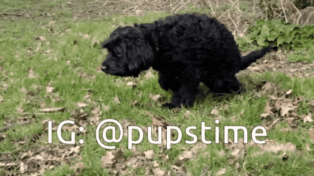 a black dog is standing in the grass with the hashtag @pupstime