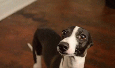 Italian Greyhound Greyhound GIF - Italian Greyhound Greyhound Puppy Dog Eyes GIFs