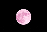 a close up of a pink full moon on a black background .