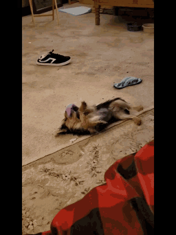 a dog is laying on its back on the floor with a toy in its mouth