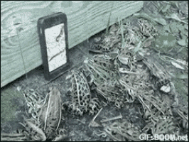 Phone Frogs GIF - Phone Frogs Video GIFs