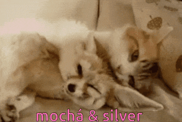 two foxes laying on a couch with the words mocha & silver written on the bottom