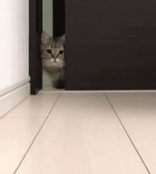 Curious Cat GIF - Curious Cat Innocent GIFs