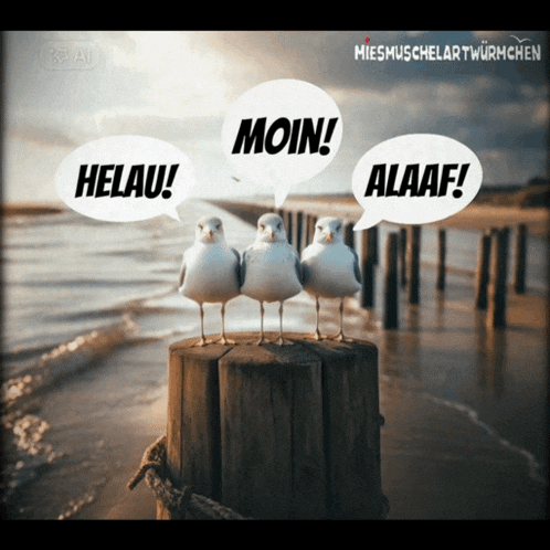 three seagulls are standing on a wooden post with speech bubbles that say helau moin and alaaf