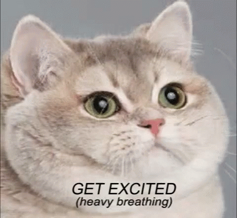 Get Excited Excited GIF - Get Excited Excited Cat GIFs