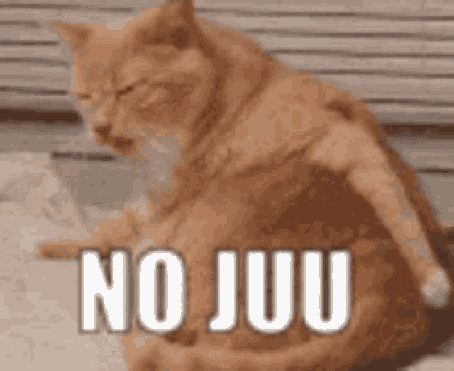 No Juu Cat GIF - No Juu Cat Kissa GIFs