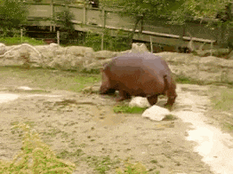 a hippopotamus is standing in a muddy field
