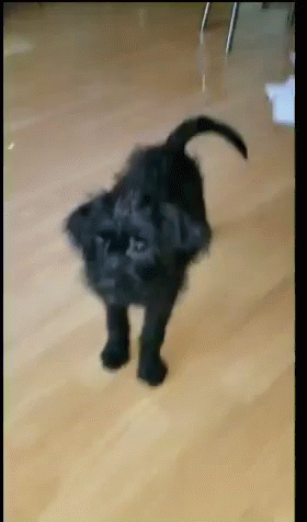 Funny Animals Dogs GIF - Funny Animals Dogs Puppy GIFs