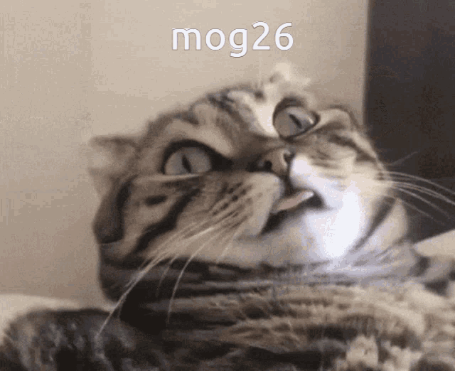 Mog26 Cat GIF - Mog26 Mog 26 GIFs