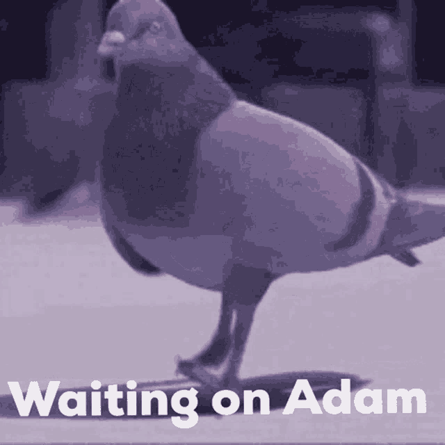 Waitingonadam Pigeon GIF - Waitingonadam Pigeon Waitforadam GIFs