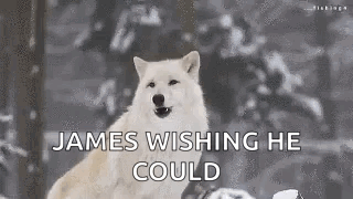 Wolf Howl GIF - Wolf Howl Howling GIFs