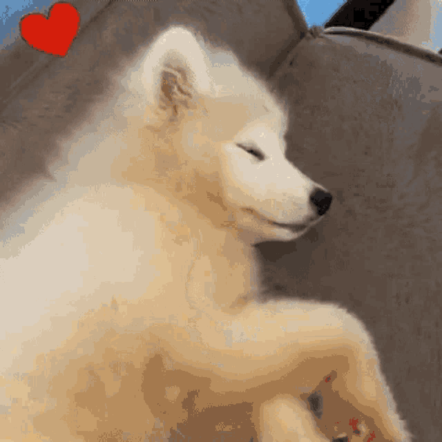 a small white dog is sleeping on a couch with a red heart behind it .