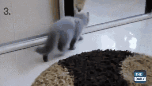 Cat Seeing Itself  GIF - Mirror Cat Scared GIFs