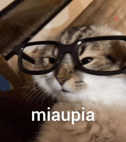 a close up of a cat wearing glasses with the word miaupia above it