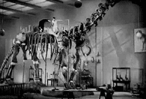 a black and white photo of a skeleton of a dinosaur being displayed in a museum .