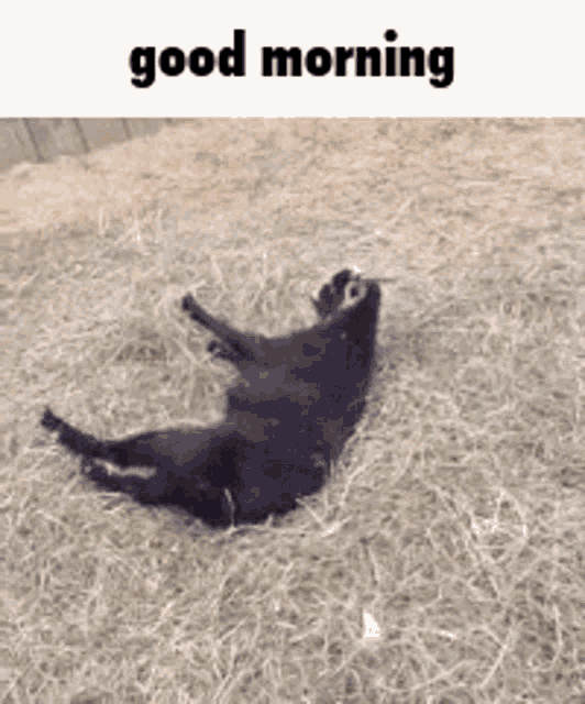 Good Morning Goat GIF - Good Morning Goat Meme GIFs