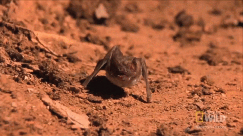 Ready And Jump Worlds Weirdest GIF - Ready And Jump Worlds Weirdest Bat Appreciation Day GIFs