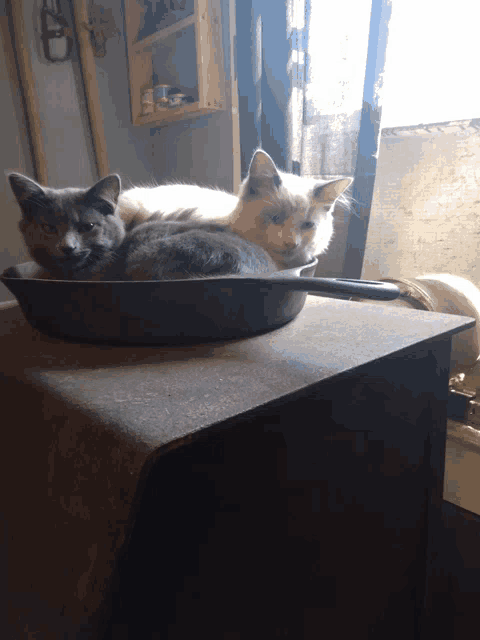 two cats are laying in a frying pan on a stove